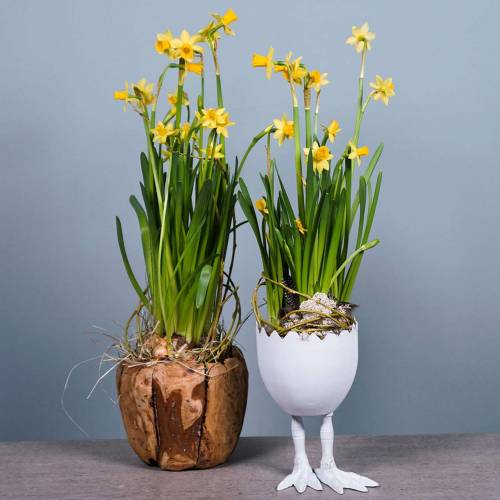 Floristik24 Misa Donica Korzeń Drewno Kamfora Ø20cm H17cm