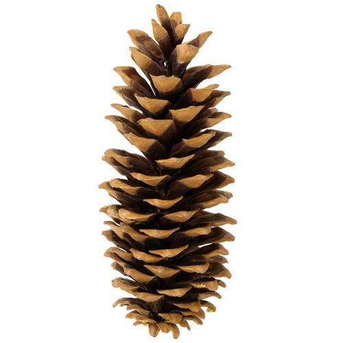 Produkt Szyszki sosny cukrowej naturalne 20-25cm