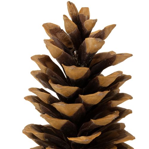 Produkt Szyszki sosny cukrowej naturalne 20-25cm