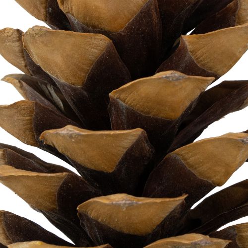 Produkt Szyszki sosny cukrowej naturalne 20-25cm