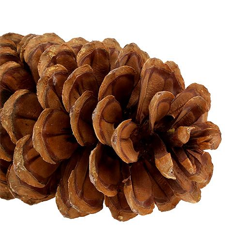 Floristik24 Szyszki sosny cukrowej naturalne 20-25cm