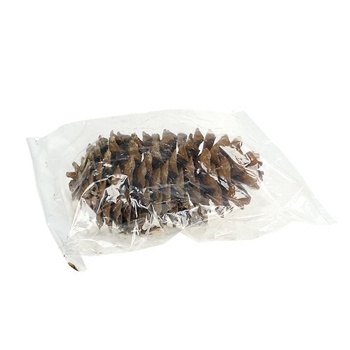 Floristik24 Szyszki sosny cukrowej naturalne 20-25cm