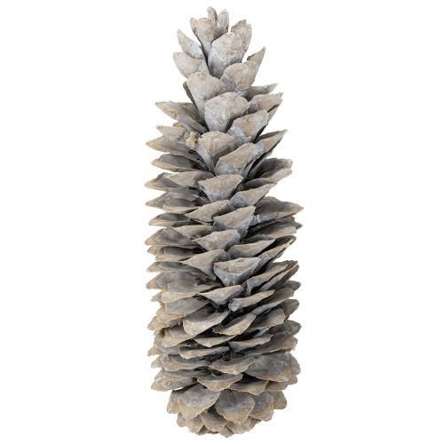 Produkt Szyszki sosny cukrowej bielone 20cm - 30cm