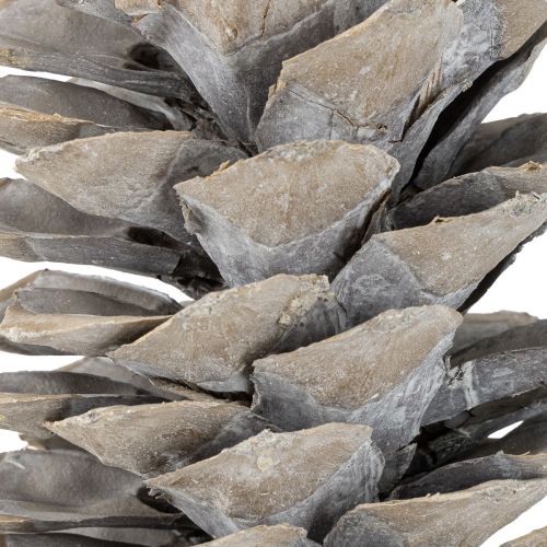 Produkt Szyszki sosny cukrowej bielone 20cm - 30cm
