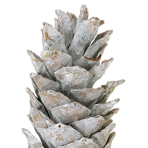 Floristik24 Szyszki cukrowe bielone 20cm - 30cm