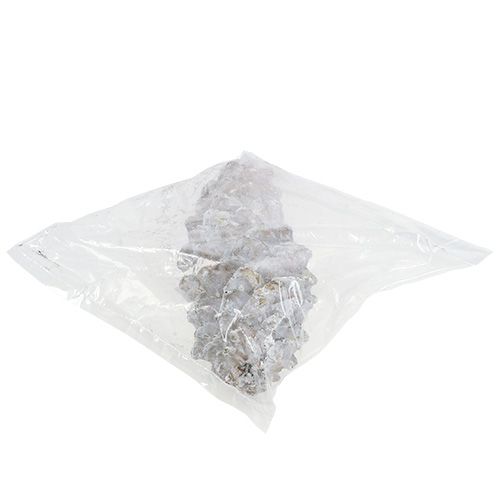 Floristik24 Szyszki cukrowe bielone 20cm - 30cm