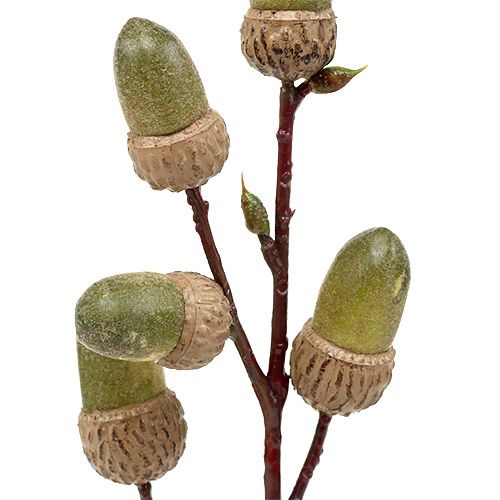 Floristik24 Gałązka z żołędziem brązowa, zielona L30cm