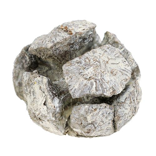 Produkt Szyszki cyprysowe 3cm białe, myte 500g