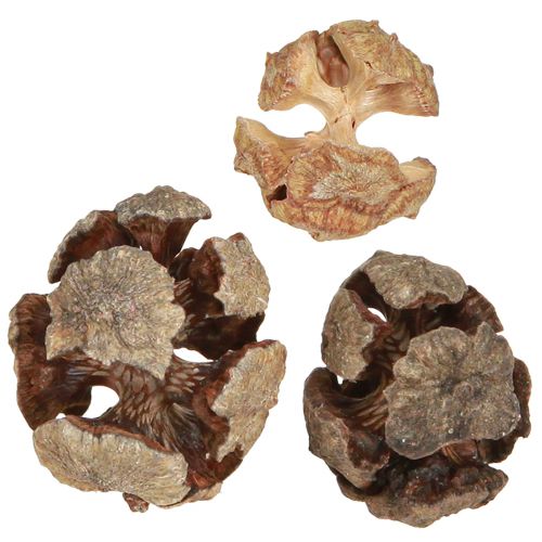 Szyszki cyprysowe dekoracyjne naturalne szyszki cyprysowe 2-4cm 250g
