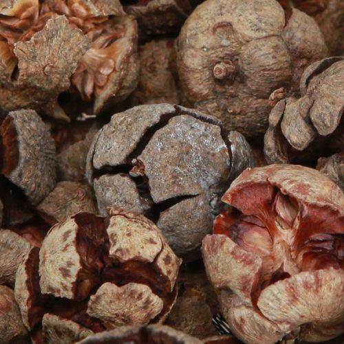 Produkt Szyszki cyprysowe dekoracyjne naturalne szyszki cyprysowe 2-4cm 250g