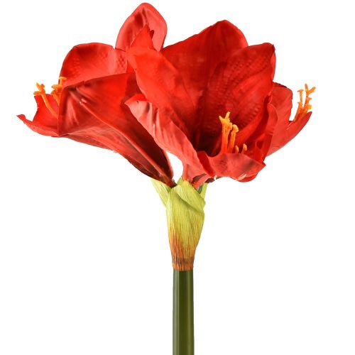 Floristik24 Sztuczny amarylis w kolorze jaskrawoczerwonym - eleganckie kwiaty do luksusowej dekoracji pokoju, 66 cm