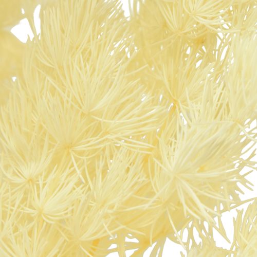 Produkt Szparagi sucha dekoracja biała suszona trawa ozdobna 80g