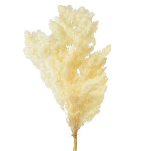 Produkt Szparagi sucha dekoracja biała suszona trawa ozdobna 80g