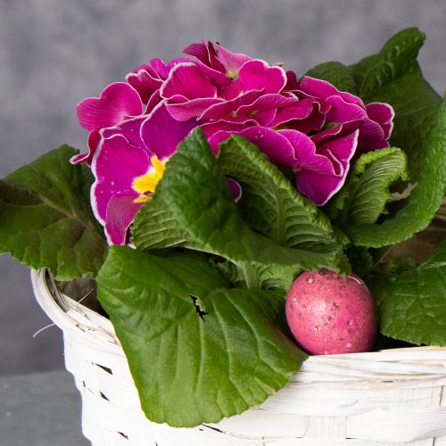 Produkt Dekoracja wiklinowa do wszechstronnego wykorzystania w aranżacji wnętrz, 20 cm, 8 szt.