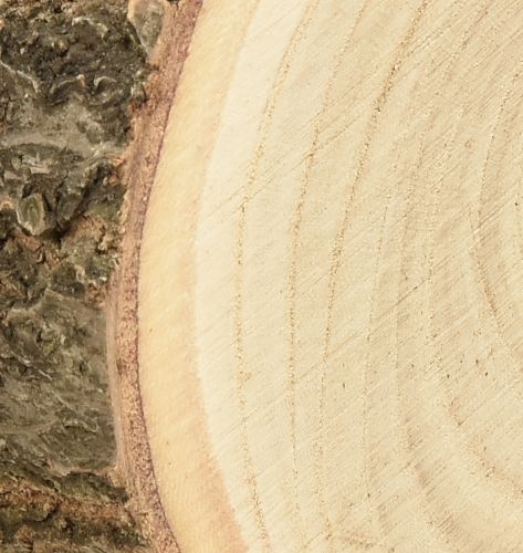 Produkt Krążek drzewny Paulownia dzwonek naturalny Ø12-14cm 6 szt