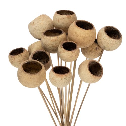 Floristik24 Mieszanka do kubków Bell Cup na łodydze, odmiany naturalne egzotyczne, 15 sztuk