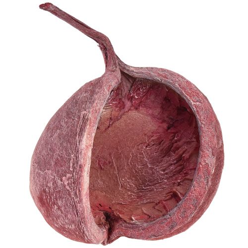 Produkt Orzech Buddy Czerwony Biały Suszony Naturalny Dekoracja Ø5,5–9,5 cm 5 szt