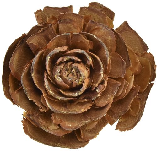 Floristik24 Szyszki cedru wycięte w kształcie róży róży cedrowej 4-6cm naturalne 50 szt