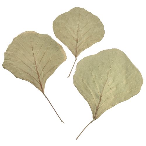 Produkt Liście kobry suszone zielone naturalne 15cm–17cm 50 szt