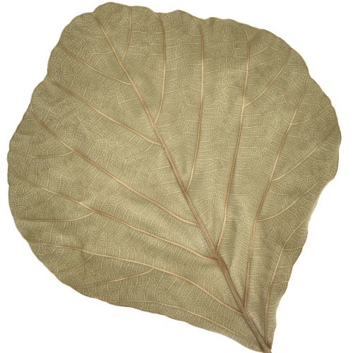Produkt Liście kobry suszone zielone naturalne 15cm–17cm 50 szt