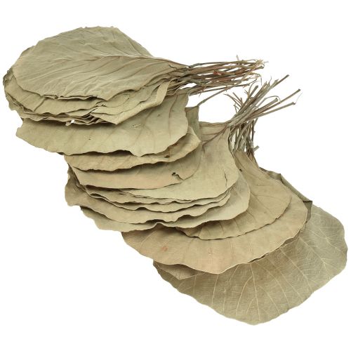 Produkt Liście kobry suszone zielone naturalne 15cm–17cm 50 szt