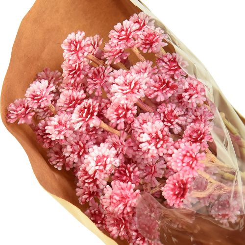 Produkt Curry Ziele Immortelle Sztuczny Róż L28cm 12 szt. 1 pęczek