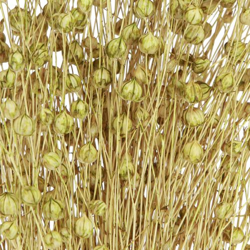 Produkt Deco Len Suszone Kwiaty Suszone Oliwkowe 50g