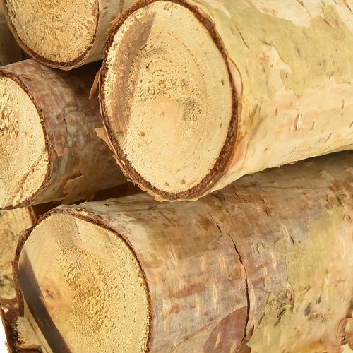 Floristik24 Dekoracyjne gałązki brzozy naturalne 30cm 6 szt