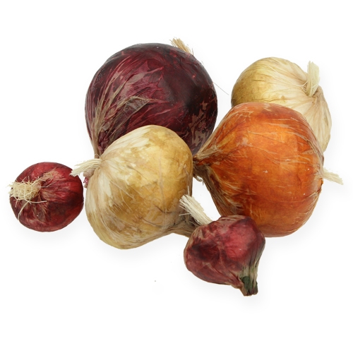 Floristik24 Cebula duża