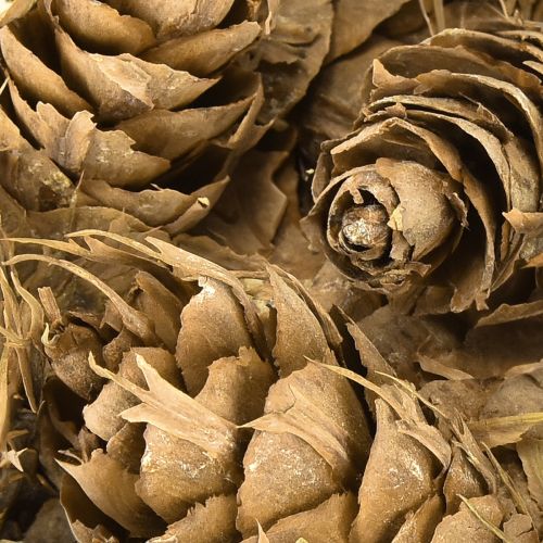Produkt Szyszki Douglasa 1,3 kg