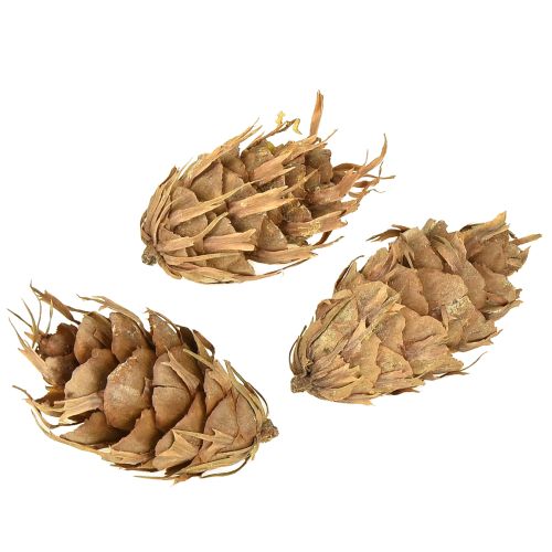 Produkt Szyszki Douglasa 1,3 kg