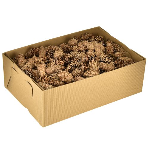 Produkt Szyszki Douglasa 1,3 kg