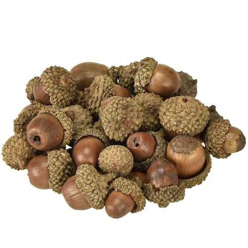 Produkt Żołędzie do dekoracji, dekoracja jesienna, naturalne owoce jesienne Ø1,5 – 2,5 cm Dł.1,5 – 3 cm 300 g