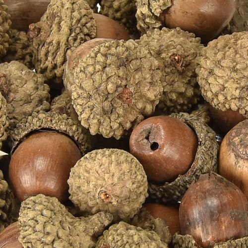 Produkt Żołędzie do dekoracji, dekoracja jesienna, naturalne owoce jesienne Ø1,5 – 2,5 cm Dł.1,5 – 3 cm 300 g