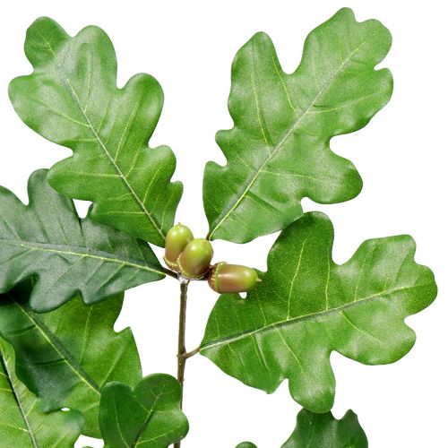 Floristik24 Gałązka dębu zielona 68cm