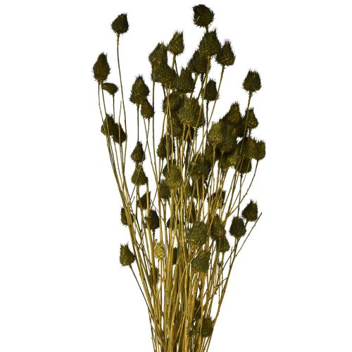 Floristik24 Oset truskawkowy sucha dekoracja oliwkowa Ø1–2cm D55cm 100g