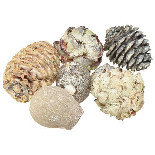 Produkt Szyszki egzotyczne Leucodendron białe myte 3-4cm 450g