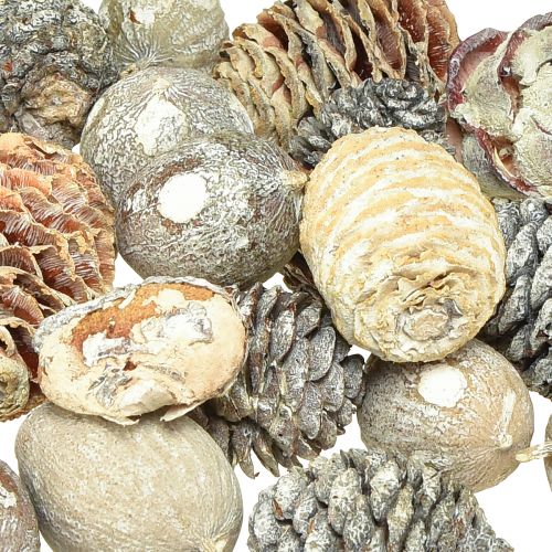 Produkt Szyszki egzotyczne Leucodendron białe myte 3-4cm 450g