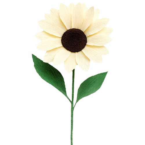 Produkt Papier krepowy florystyczny szampan 50x250cm