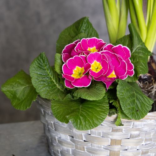 Produkt Pleciony koszyk jako stylowa dekoracja kwiatowa do salonu. Koszyk wielkanocny, 23 cm, 6 sztuk.