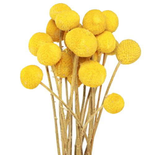 Floristik24 Podudzia suszone Craspedia żółte 45-55cm 20 szt