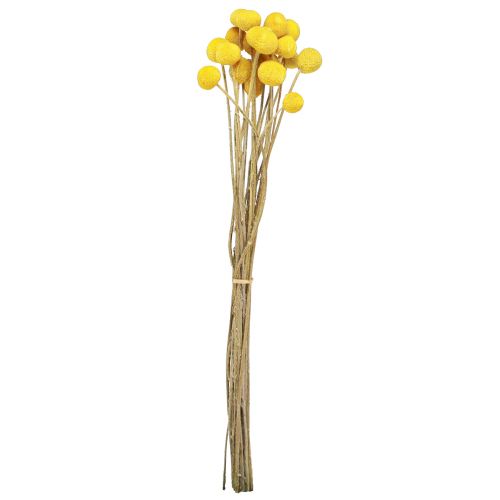 Produkt Podudzia suszone Craspedia żółte 45-55cm 20 szt