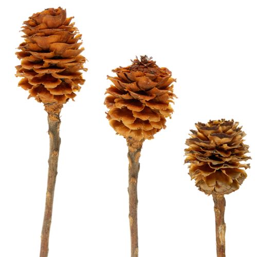 Floristik24 Glabrum Leucospermum Suszone Kwiaty 25-40cm 25 szt.