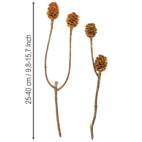 Produkt Glabrum Leucospermum Suszone Kwiaty 25-40cm 25 szt.