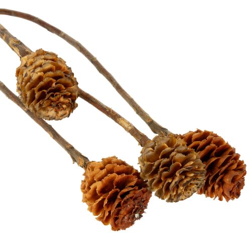 Produkt Glabrum Leucospermum Suszone Kwiaty 25-40cm 25 szt.