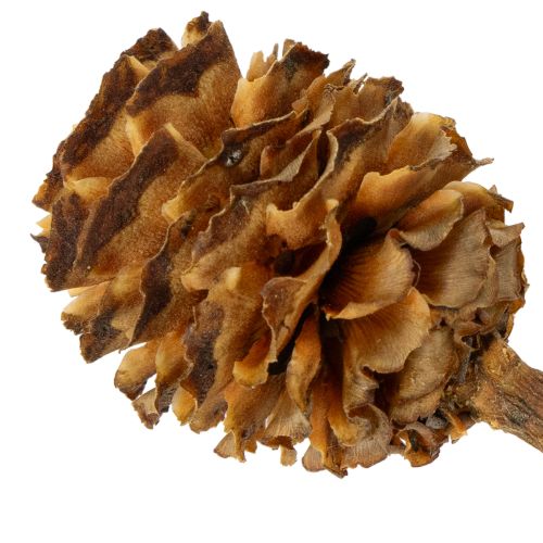 Produkt Glabrum Leucospermum Suszone Kwiaty 25-40cm 25 szt.