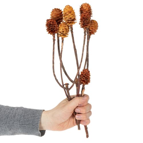 Produkt Glabrum Leucospermum Suszone Kwiaty 25-40cm 25 szt.