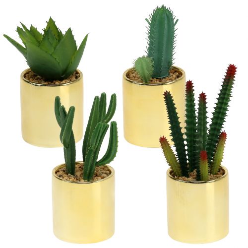 Kaktusy zielone w złotej doniczce 12cm - 17cm 4szt