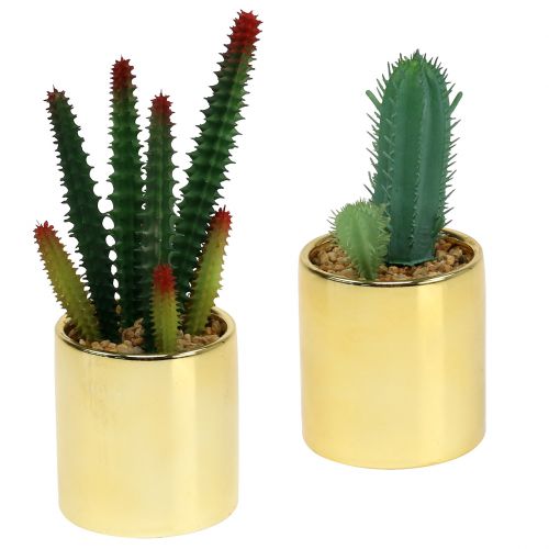 Floristik24 Kaktusy zielone w złotej doniczce 12cm - 17cm 4szt