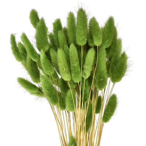 Floristik24 Trawa ogonowa królika Trawa ozdobna Lagurus oliwkowa L65cm 50g